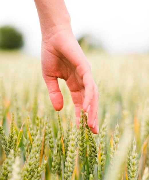 Mão tocando trigo